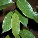 Tapura guianensis Leaf