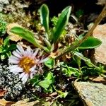 Erigeron uniflorus Kora