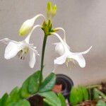 Urceolina amazonica Flower