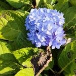 Hydrangea spp.Flower