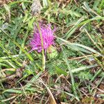 Cirsium acaule फूल