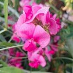 Lathyrus odoratusКветка