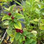 Prunus tomentosa Leaf