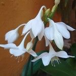 Urceolina amazonica Flower