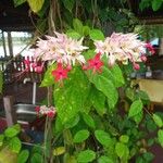 Clerodendrum umbellatum Leaf