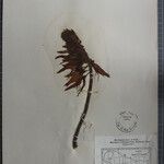 Erythrina stricta Otro