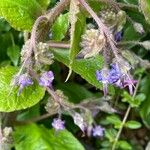 Trachystemon orientalis Hostoa