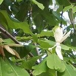 Magnolia hypoleuca Blomst