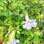 Thunbergia erecta Bloem