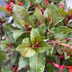 Fuchsia triphylla Leaf