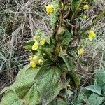 Verbascum phlomoidesKwiat