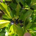 Prunus laurocerasusFruitua