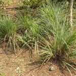 Cymbopogon citratus Folha