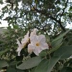 Cordia boissieri Cvet