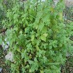 Parietaria debilis Hábitos