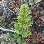 Daucus pusillus Folha