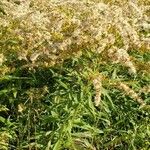 Solidago giganteaFlower