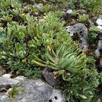 Saxifraga hostii Libunga