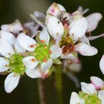 Micranthes integrifolia Flor