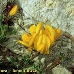 Cytisus ardoinoi Habit