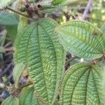 Miconia prasina Leaf