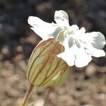 Silene zawadzkii Bloem