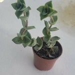 Crassula perforata Fulla