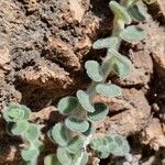 Antirrhinum molle Leaf