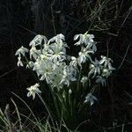 Narcissus obsoletus 花