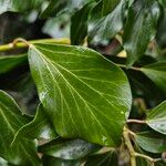 Hedera colchica Foglia