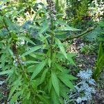 Stachys palustris Leaf