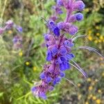 Trichostema lanatum Flor