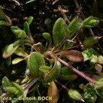 Cerastium diffusum Mosusu