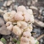 Physaria chambersii Flor