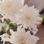 Chrysanthemum indicum Кветка