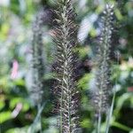 Pennisetum alopecuroides Kvet