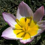 Tulipa saxatilis Flor