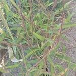 Digitaria sanguinalis Хабит