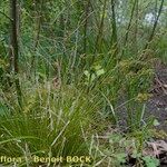 Carex elongata Habitatea