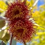 Eucalyptus caesia Flor