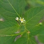 Solanum americanumFlor