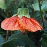 Callianthe picta Flor