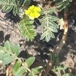 Tribulus terrestris خشب