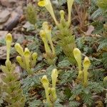 Scutellaria orientalis عادت داشتن