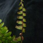 Adiantum incisum Hábito