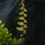 Adiantum incisum Habit