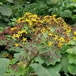 Roldana petasitis Flower