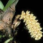 Pomatocalpa spicatum Flower
