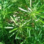 Erysimum arbuscula Ліст