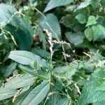 Persicaria hydropiper Kvet